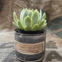 デザートローズ,チワワエンシス,多肉植物いろいろ,名無しさん,ホワイトバニーの画像