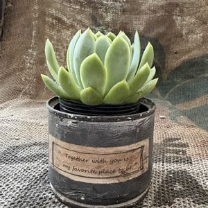 デザートローズ,チワワエンシス,多肉植物いろいろ,名無しさん,ホワイトバニーの画像