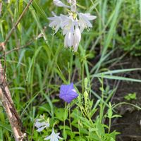 キキョウ,ギボウシ,オオバギボウシ,タケニグサ,山野草の画像