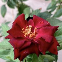 ガーデニング,花が好き,私の癒し♡,花と緑のある暮らし,ばら バラ 薔薇の画像