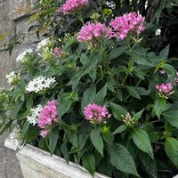 ペンタス,ペンタス,ネコ好き,白い花,ピンクの花の画像