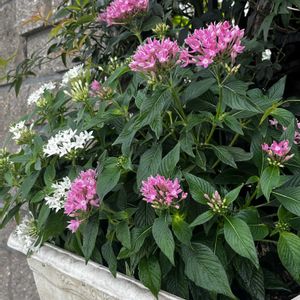 ペンタス,ペンタス,ネコ好き,白い花,ピンクの花の画像