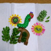 オーロラ,チワワエンシス,虹の玉,レッドベリー,多肉植物いろいろの画像