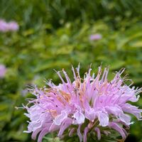 モナルダ,モナルダ(ベルガモット),たじま高原植物園,但馬高原植物園,２０２０年５月同期の画像