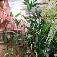 ミリオンバンブー,ラッキーバンブー,富貴竹,観葉植物,癒しの画像