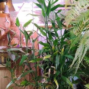 ミリオンバンブー,ラッキーバンブー,富貴竹,観葉植物,癒しの画像