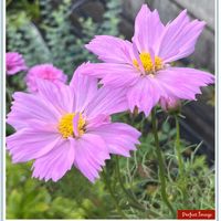 コスモス,大きな花,可愛らしい,花のある暮らし,ピンク大好きの画像