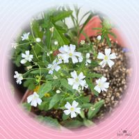 カスミソウ,可愛らしい,爽やか,花のある暮らしの画像
