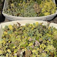 セダム,多肉植物,エケベリア属の画像
