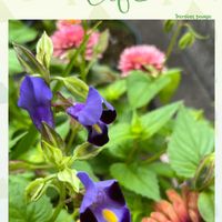 ジニア,ジニア,トレニア,花のある暮らし,キツキツの画像