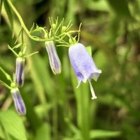 ツリガネニンジン,可憐な花,金曜日の蕾たち,明日はきっと良い日になる,2019同期の画像