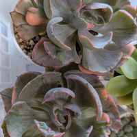 ビヨンセ,多肉植物,葉挿し,多肉寄せ植え,実生苗の画像
