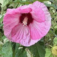 ハイビスカス,花壇,玄関先,花のある風景,ＧＳだヨ！全員集合の画像