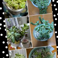 多肉植物,リビング・ダイニングの画像