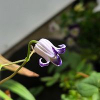 クレマチス ソシアリス,花のある暮らし,花友さんに感謝♡,ベランダの画像