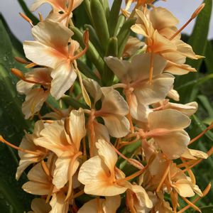 カヒリ・ジンジャー,ハーブ園,多年草,ショウガ科,オレンジ色の花の画像
