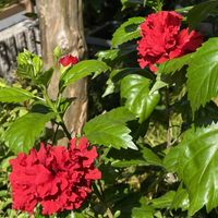 シコンノボタン,ハイビスカス,ハイビスカス 八重咲き,ハイビスカス 常夏の香り,ハイビスカス フルムーンの画像