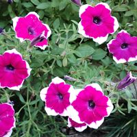 ペチュニア,ペチュニア 彩夏,花のある暮らし,植物のある暮らし,植中毒の画像