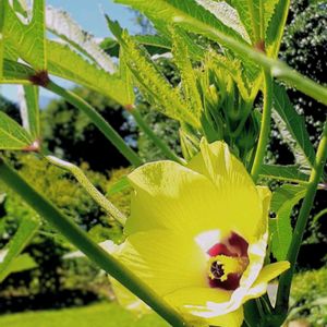 オクラ,オクラ,オクラの花,オクラの花,花オクラの画像