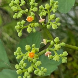 かわいい雑草,通り沿い,つぶつぶの日,金曜日の蕾たち,煌めきの金曜日の画像