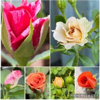 スマホ撮影,バラ・ミニバラ,ベテラン乙女倶楽部,花友さんに感謝♡,金曜日の蕾たちの画像
