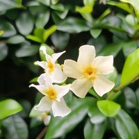 テイカカズラ,白い花,キョウチクトウ科,黄色いお花大好き協会の画像