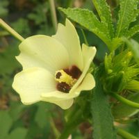 オクラ,夏野菜,種蒔きからの画像