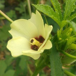 オクラ,夏野菜,種蒔きからの画像
