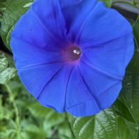 アサガオ,朝顔,今日も元気で,今日も笑顔で♡,花を通じて愛と平和をの画像