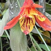 アルストロメリア,今日も元気で,今日も笑顔で♡,花を通じて愛と平和を,ほら、綺麗な花でしょ！の画像