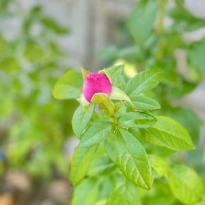 ばら バラ 薔薇,雑草ガーデン,豚丼カフェ・ばっくやーど,広い庭の画像