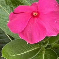 ニチニチソウ,日々草,今日も元気で,今日も笑顔で♡,花を通じて愛と平和をの画像
