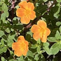 ポーチュラカ,黄色の花,今日も元気で,今日も笑顔で♡,花を通じて愛と平和をの画像
