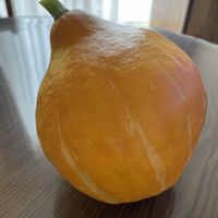 カボチャ,ビタミンカラー,癒し,夏野菜,庭の画像