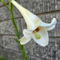 オクラ,オクラ,カリン,カリン,モモの画像