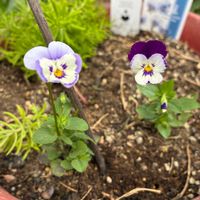 ビオラ,夏越し中のビオラ,かわいい♡,健気,暑さに負けるなの画像
