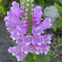 ハナトラノオ,ハナトラノオ,登山,今日の一枚,花のある暮らしの画像