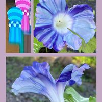 ビオラ,アサガオ清流,七夕,花のある暮らし,お花大好き♡の画像