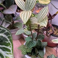 ペペロミア,ペペロミア プテオラータ,観葉植物,挿し木,ペペロミア属の画像