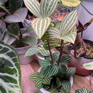 ペペロミア,ペペロミア プテオラータ,観葉植物,挿し木,ペペロミア属の画像