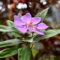 オクラ,ノボタン,ハリゲノボタン,ムクゲノボタン,山野草の画像