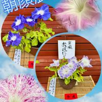 アサガオ,アサガオ,アサガオ,京都府立植物園,朝顔展の画像