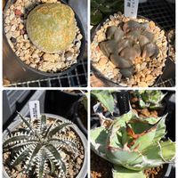 アガベ,ブルゲリ,多肉植物,ディッキア,ハオルチア属の画像