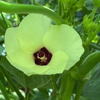 オクラ,アオイ科,ビタミンカラー,黄色い花,野菜の花の画像