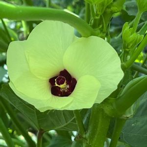 オクラ,アオイ科,ビタミンカラー,黄色い花,野菜の花の画像
