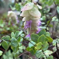 オレガノ ケントビューティー,千葉県,私のお庭,千葉県北西部,下を向いて咲くお花シリーズ♪の画像