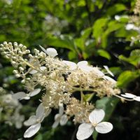 ノリウツギ,落葉低木,清泉寮,お出掛け先,河口湖大石公園の画像