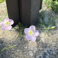 ヒルガオの画像