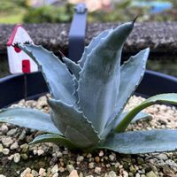 リュウゼツラン,リュウゼツラン,成長記録,毎月7日はアガベの日の画像