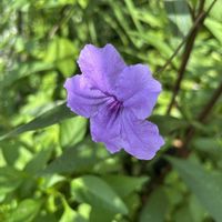 ヤナギバルイラソウ,ヤナギバルイラソウ,小さな花壇,家の庭,すずしげ〜の画像